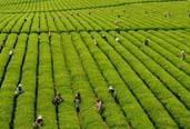 2013年，全國茶葉生產繼續(xù)增產增收